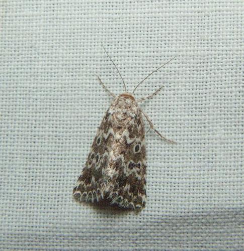 Alvaradoia disjecta